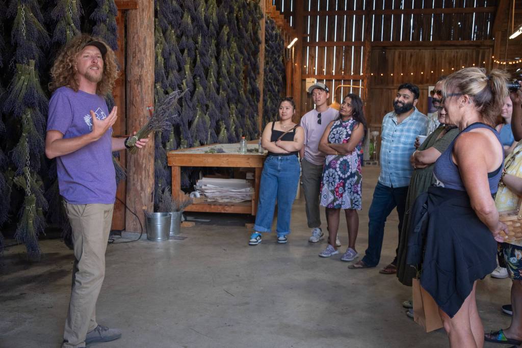 Sequim Gazette photo by Emily Matthiessen
Rob Schoenherr of B&B Family Farm explains the intricacies of the lavender business as part of a free tour during Lavender Weekend.