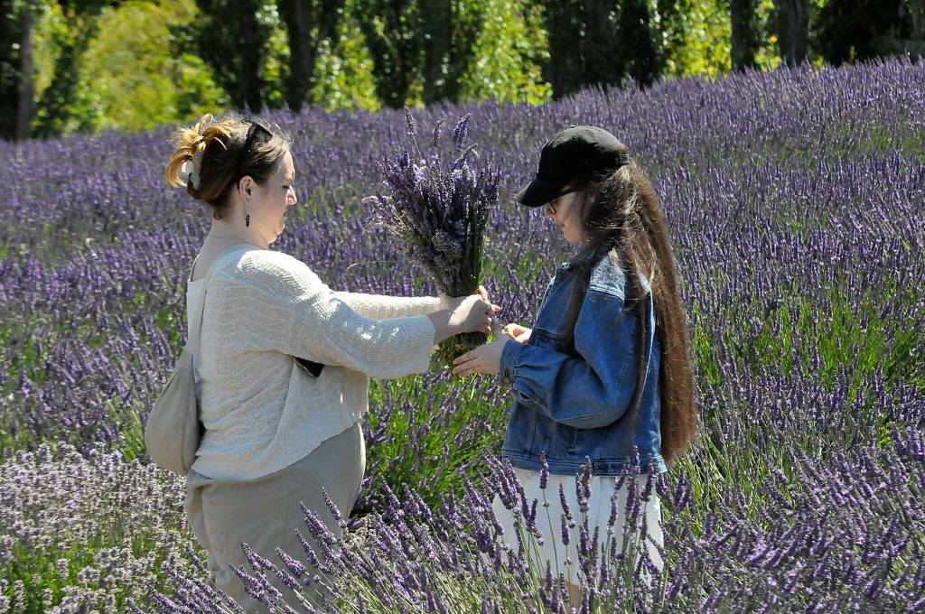 Sequim Gazette photo by Matthew Nash/ Kattia Teas and Natalie Sayre from Tacoma make a lavender bundle together at Graysmarsh Farm on July 22. At that point, they had bought berries from the farm and visited four other farms before a planned trip to Seattle to see Taylor Swift perform later in the night.
