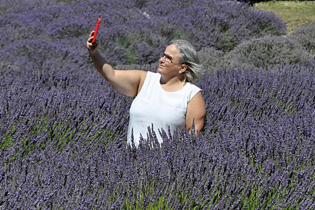 Sequim Gazette photo by Matthew Nash/ Heather LeBlanc from British Columbia, Canada, takes a selfie in the lavender at Graysmarsh Farm during a weekend getaway with her friends.