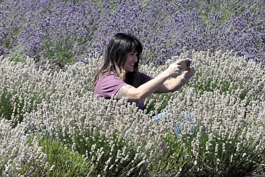 Sequim Gazette photo by Matthew Nash/ Katie Benitez of Lacey snaps a selfie in the lavender at Old Barn Lavender Farm on July 22. She visited several farms with her family and said she loved it. Im totally coming back, she said.