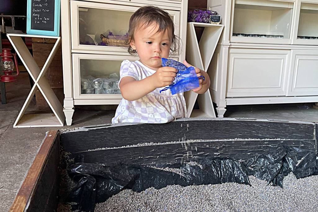 Sequim Gazette photo by Matthew Nash/ Twenty-three-month-old Casey Clark of Sequim tries filling a sachet with lavender buds inside Old Barn Lavender Farm on July 22.