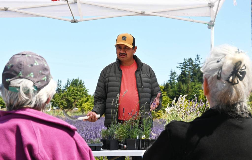 Sequim Gazette photo by Michael Dashiell / Victor Gonzalez leads a class in proper cutting and care of lavender plants at Victors Lavender Farm on July 22.