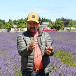 Sequim Gazette photo by Michael Dashiell / Victor Gonzalez leads a class in proper cutting and care of lavender plants at Victors Lavender Farm on July 22.