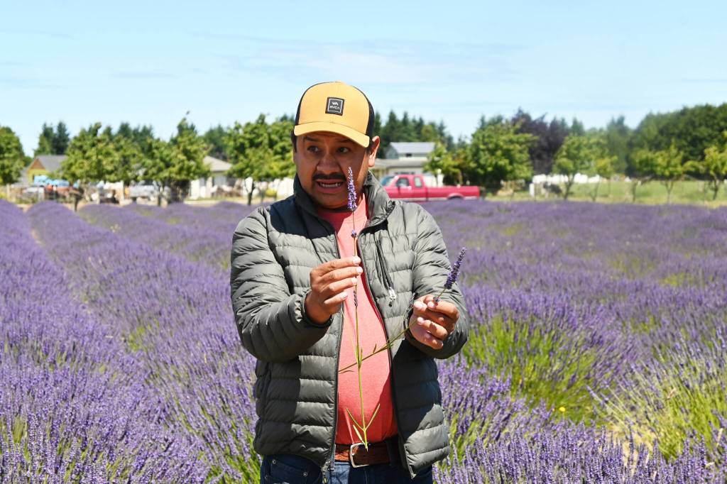 Sequim Gazette photo by Michael Dashiell / Victor Gonzalez leads a class in proper cutting and care of lavender plants at Victors Lavender Farm on July 22.