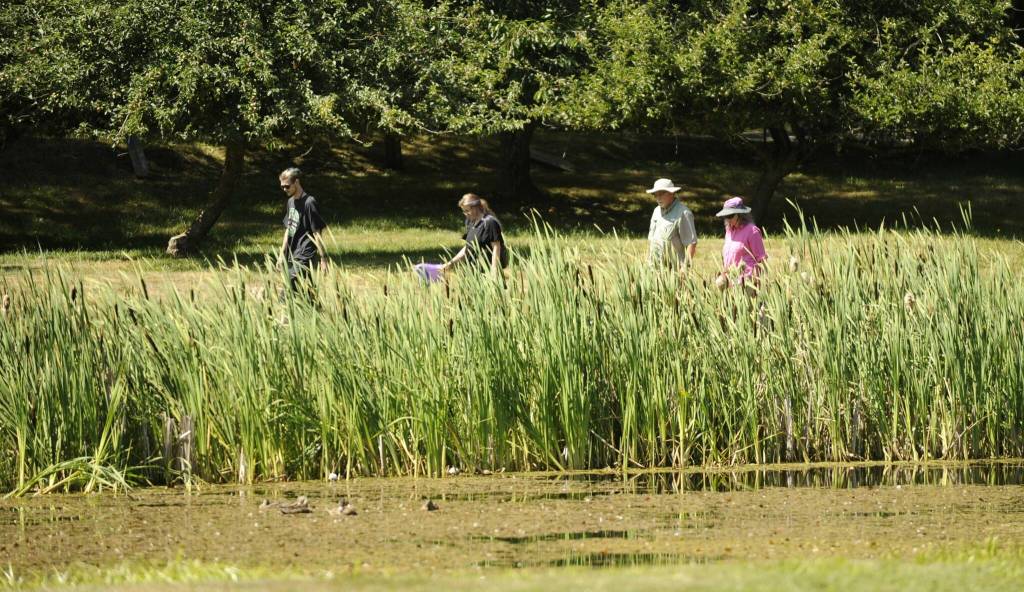 Sequim Gazette photo by Michael Dashiell / Visitors enjoy a quiet afternoon stroll at Nelsons Duckpond & Lavender Farm on July 22.
