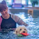 Photo by Emily Matthiessen / Frances Q Stringcheese, aka Frankie, swims at MerMutts for the fun of it. Frankie is owner Stephenye Avery's labridoodle, inspiration and model for the logo. Frankie would swim until she drops if not persuaded to leave the water, said Avery.