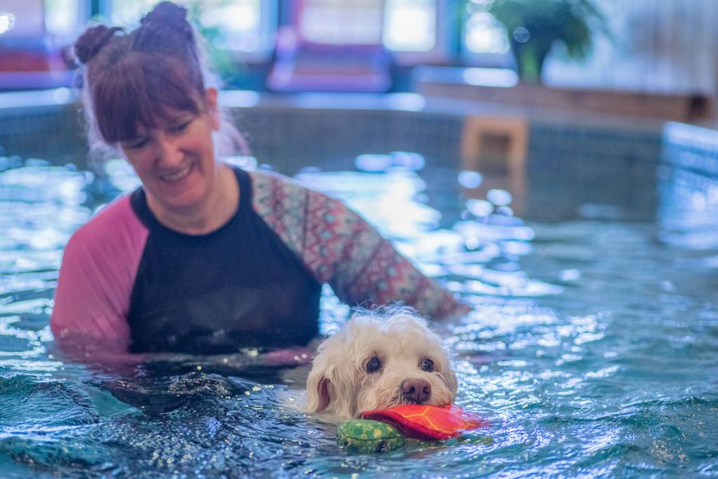 Photo by Emily Matthiessen / Frances Q Stringcheese, aka Frankie, swims at MerMutts for the fun of it. Frankie is owner Stephenye Avery's labridoodle, inspiration and model for the logo. Frankie would swim until she drops if not persuaded to leave the water, said Avery.