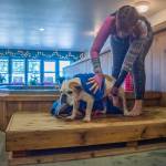 Photo by Emily Matthiessen / Stephenye Avery dries nine-year-old Moose Baker, who comes to MerMutts for hydrotherapy to treat an ACL (anterior crucial ligament) tear and manage his arthritis. "It's a great facility," said Sarah Baker, one of Moose's human's. "Moose loves Stephenye and loves going there."