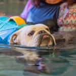 Photo by Emily Matthiessen / Moose, the English bulldog, wearing a life jacket to help him keep his head up, receives hydrotherapy from Stephenye Avery at MerMutts, the Peninsula's only canine hydrotherapy facility.