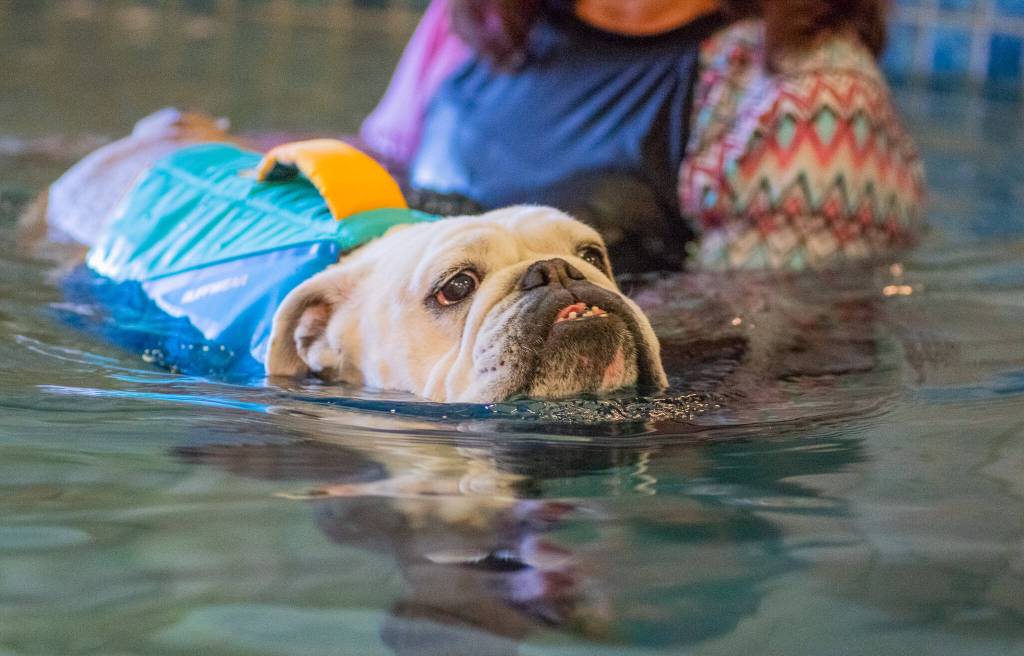 Photo by Emily Matthiessen / Moose, the English bulldog, wearing a life jacket to help him keep his head up, receives hydrotherapy from Stephenye Avery at MerMutts, the Peninsula's only canine hydrotherapy facility.