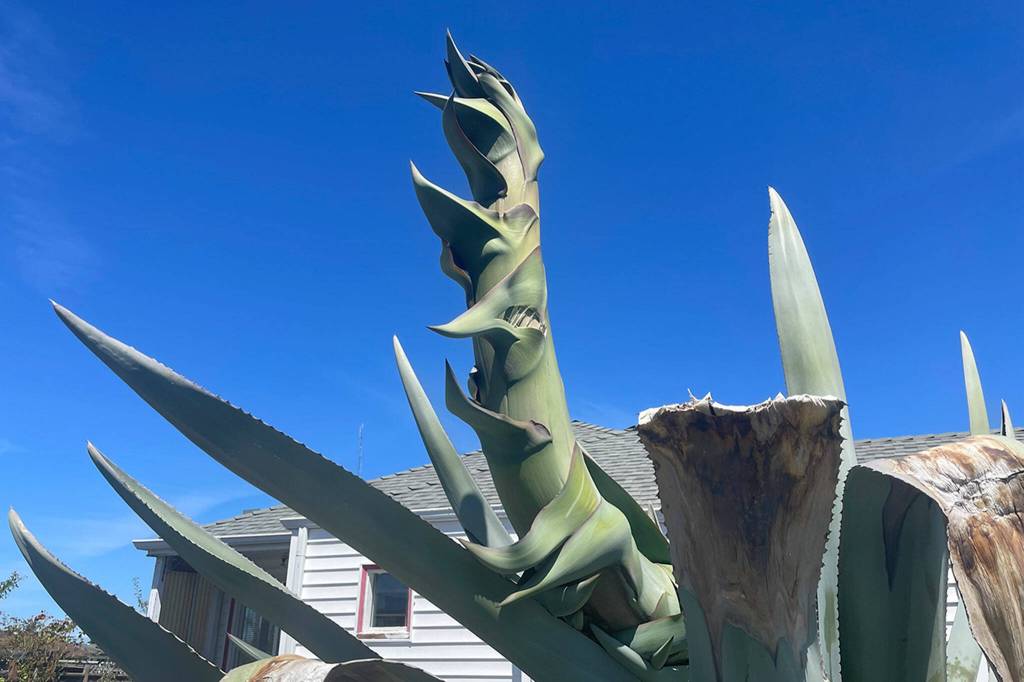 This agave plant by the Fifth Avenue fire station has a sprout signaling its readying to bloom in the next few months and its flowers could grow more than 25 feet tall.