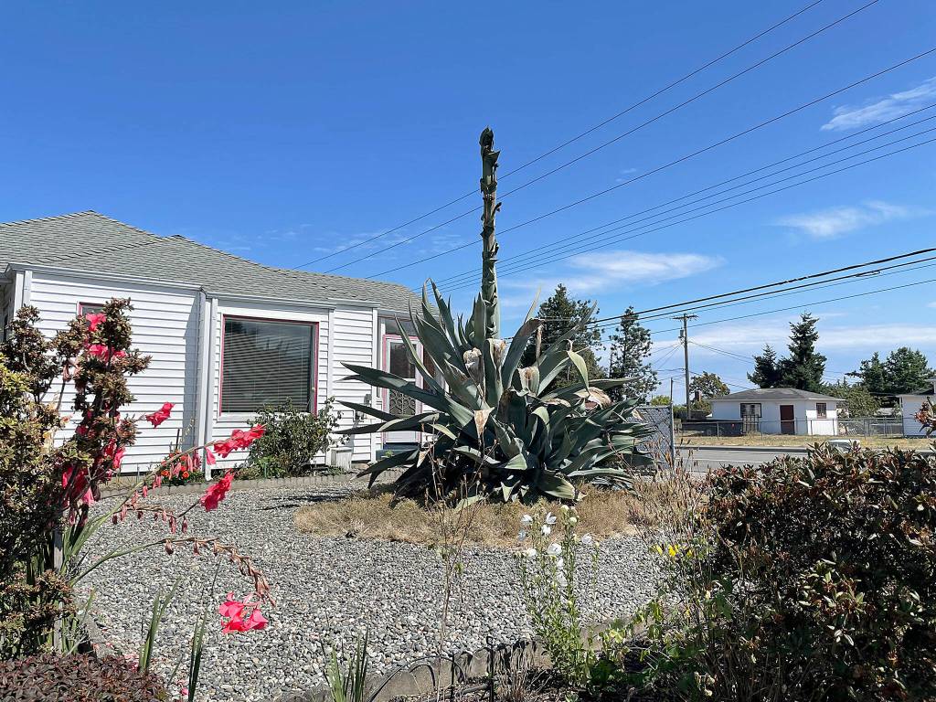 Sequim Gazette file photo by Matthew Nash/ This agave plant was bought nearly 30 years ago by Isobel Johnston when it was about the size of a baseball, and its now preparing to bloom with a sprout that could grow more than 25 feet tall.