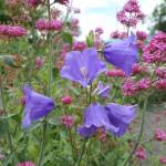 Photo by Louis Kalmar
Since August is traditionally quite warm on the Olympic Peninsula, make sure you keep your garden well-watered.