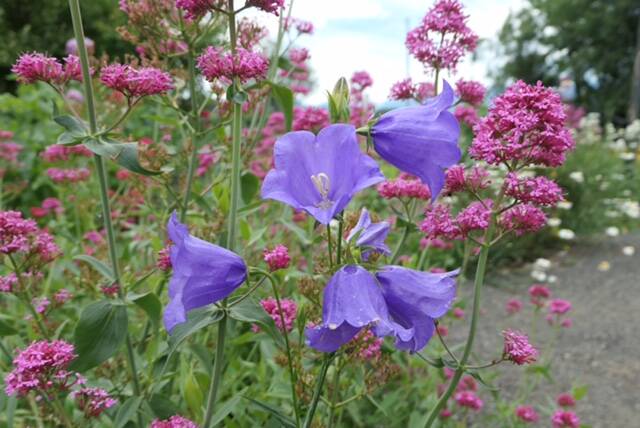 Photo by Louis Kalmar
Since August is traditionally quite warm on the Olympic Peninsula, make sure you keep your garden well-watered.