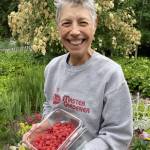 Photo courtesy of Clallam County Master Gardeners 
Find out how to prepare your cultivated berries for fall and winter. Join Master Gardener and berry enthusiast Jeanette Stehr-Green for the Digging Deeper Saturdays presentation, Fall and Winter Berry Care, on Saturday, Aug. 19.