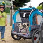 Sequim Gazette Photo by Emily Matthiessen / Juniper, 2, pictured with Jackie and JoJo the pugs, takes a break from riding in the Tour De Lavender with her parents, Catherine Creason and Stephen Fisher from the Kenmore area. Creason said that she and Fisher married during the Tour five years ago and this is their 6th ride.