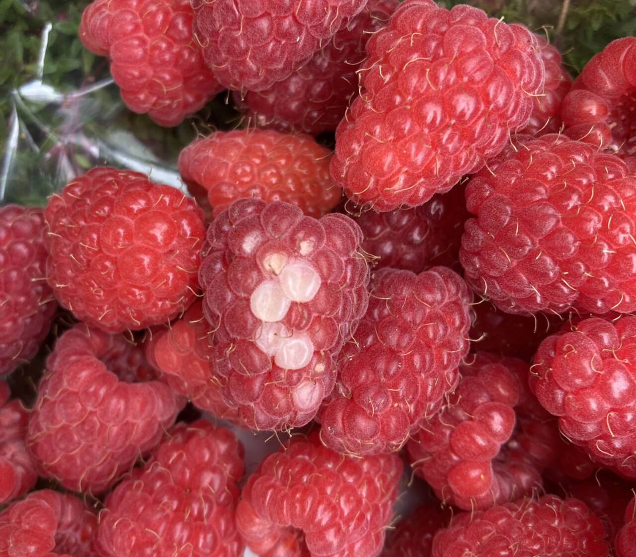 Photo by Jeanette Stehr-Green/Clallam County Master Gardener
Raspberry bushes with yellow leaves and white drupelets might be suffering from sunscald.