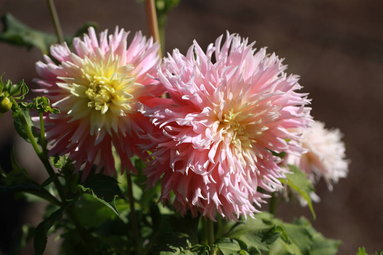 Photo by Sandy Cortez
Learn all about colorful dahlias  easy plants to grow that yield beautiful blooms from mid-summer through fall  at the American Dahlia Society website at dahlia.org.