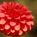 Photo by Sandy Cortez / Dahlias with the largest flowers can take up to 120 days, while those with the smallest flowers can bloom in 70 days.