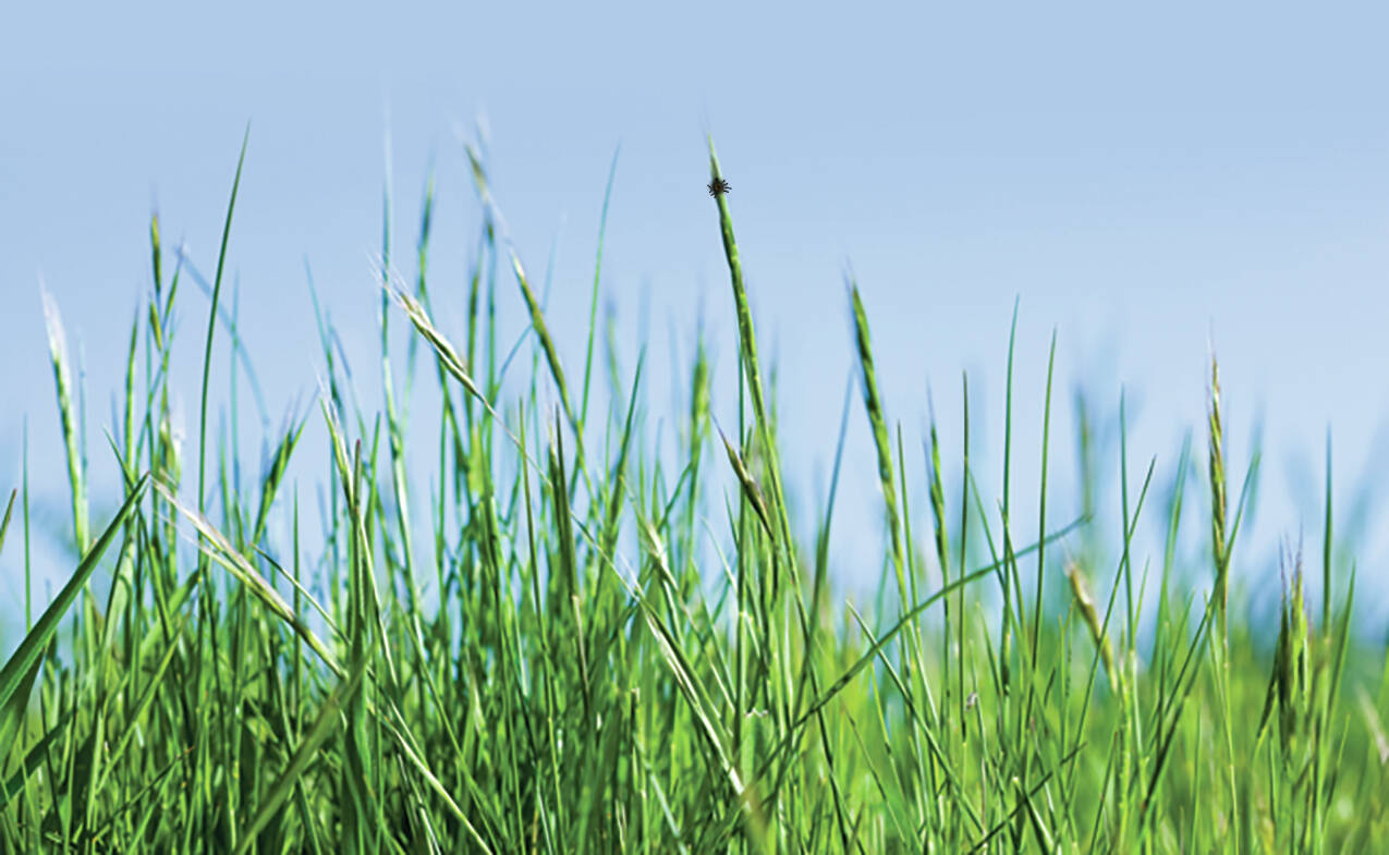 Photo by Metro Creative Commons