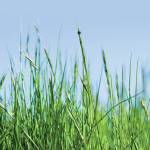 Photo by Metro Creative Commons