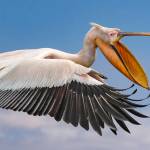 Photo by Bruce Fryxell / Catch of the Day helped Bruce Fryxell, Olympic Peninsula Camera Club president, take home the gold medal for the top photograph in his group at the National Inter-club Photo Competition.