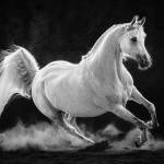 Photo by Lori Moilanen
Lori Moilanens Elegance at Full Throttle  an image of an Arabian mare on a fall morning on a farm near Eugene, Ore.  earned an honorable mention at the National Inter-club Photo Competition.