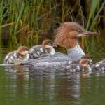Photo by Peggy Hanson
We Are Family earned Peggy Hanson an honorable mention at the National Inter-club Photo Competition.
