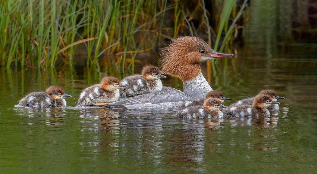 Photo by Peggy Hanson
We Are Family earned Peggy Hanson an honorable mention at the National Inter-club Photo Competition.