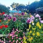 Photo by Gary McLaughlin
Find out how to add some pop to your garden by growing dahlias. Join Clallam County Master Gardener Gary McLaughlin for the Green Thumb Education Series presentation Growing Dahlias Successfully, set for noon-1 p.m. Thursday, Aug. 24, at the Port Angeles Library.