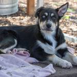 Sequim Gazette photo by Emily Matthiessen / Mayson, a Siberian Husky/Australian Shephard mix (with two distinct sides to his face) is one of the puppies Welfare for Animals Guild (WAG) has available for adoption. WAG hosted an open house on Saturday in the hopes that more of their 34 dogs, some of whom have been sheltered for years, will be adopted in the community, making room for more dogs in need.