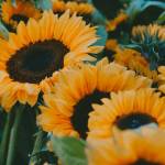 Photo courtesy of Sequim Farmers & Artisans Market/SFAM / A close up of Tampopos sunflowers grown on organic, pesticide-free, chemical-free soil.