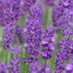 Photo by Leslie A. Wright / Learn about lavender varieties such as Betty Blue (pictured) and more at the Sequim Botanical Garden Societys next Work to Learn party, set for Saturday, Aug. 26, at the Terrace Garden at Carrie Blake Community Park.