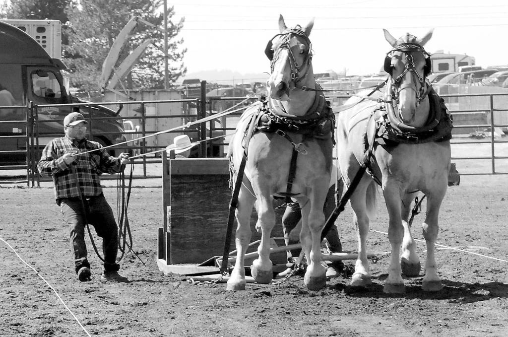 Photo by Keith Thorpe/Olympic Peninsula News Group / Jeff Lee of Vancouver, Wash., controls a pair of draft horses during a power pulling demonstration on Friday in the grandstand arena at the Clallam County Fair.
