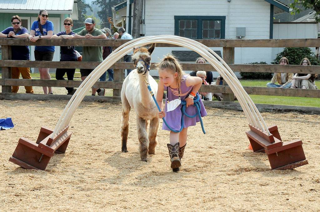 Photo by Keith Thorpe/Olympic Peninsula News Group / Brielle Murphy, 7, of Port Angeles, representing Olympic Peninsula Llama/Alpaca Rescue, coaxes her alpaca, Venus, under an obstacle of plastic tubing during agility trials on Aug. 19 at the Clallam County Fair.