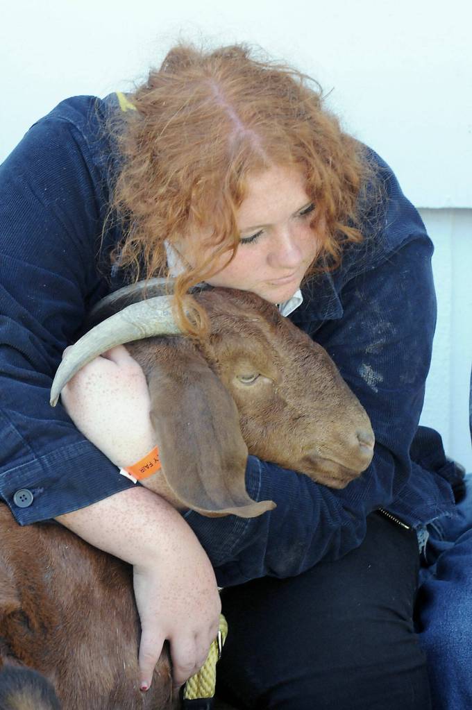 At left: Joanna Seelye, 16, of Sequim, a member of the Sequim Future Farmers of America club gives a hug to her boar goat, Roweena, prior to appearing in the show ring for judging on Aug. 18 at the Clallam County Fair.