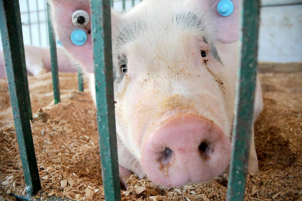 Below: Bam Bam, a Hampshire cross pig, looks out from his enclosure in the swine barn at the Clallam County Fair on Aug. 17.