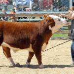 Photos by Keith Thorpe/Olympic Peninsula News Group
Daylen Williams, 13, of Sequim, a member of the East Clallam 4-H Livestock Club, coaxes her award-winning Hereford steer into a showing pose during cattle judging on Aug. 17 at the Clallam County Fair. The animal took top honors, receiving ribbons as Grand Champion Market Steer, Grand Champion Open and overall Grand Champion.