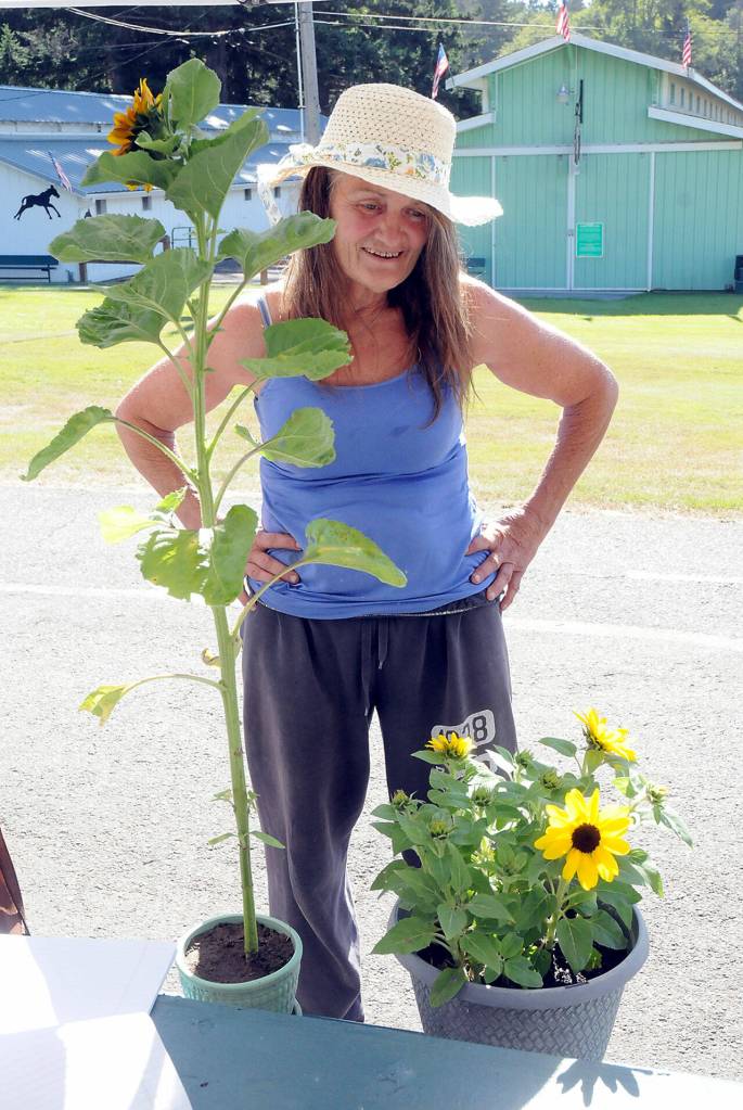 Brigette Buckley of Sequim checks on her sunflowers for early judging on Aug. 16 at the Clallam County Fair in Port Angeles.