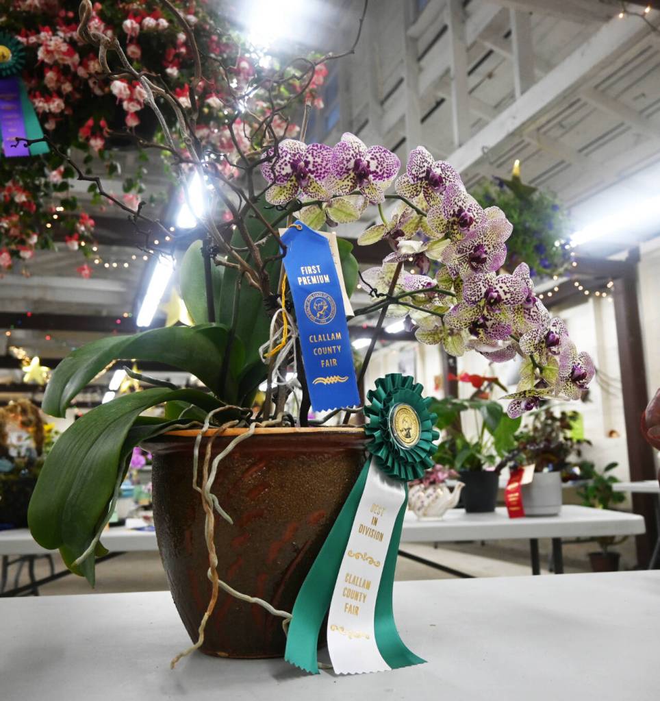 Sequim Gazette photo by Michael Dashiell /