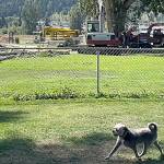 Sequim Gazette photo by Matthew Nash/ The small dog portion of the Sequim Dog Park remained open on Aug. 22 while a crew with Blue Mountain Tree Service removed a cottonwood tree after it began to split.