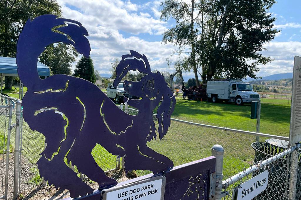 Sequim Gazette photo by Matthew Nash/ A crew with Blue Mountain Tree Service remove a cottonwood tree on Aug. 22 after it began to split and create a safety hazard in the Sequim Dog Park.