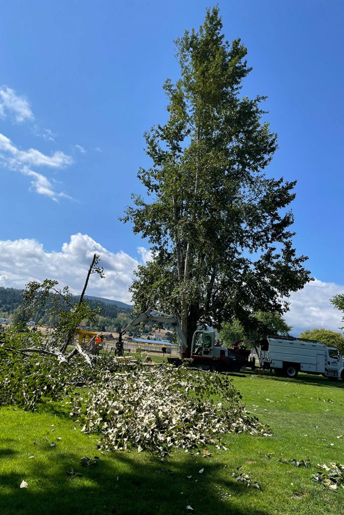 Sequim Gazette photo by Matthew Nash/ A crew with Blue Mountain Tree Service remove a cottonwood tree on Aug. 22 after it began to split and create a safety hazard in the Sequim Dog Park.