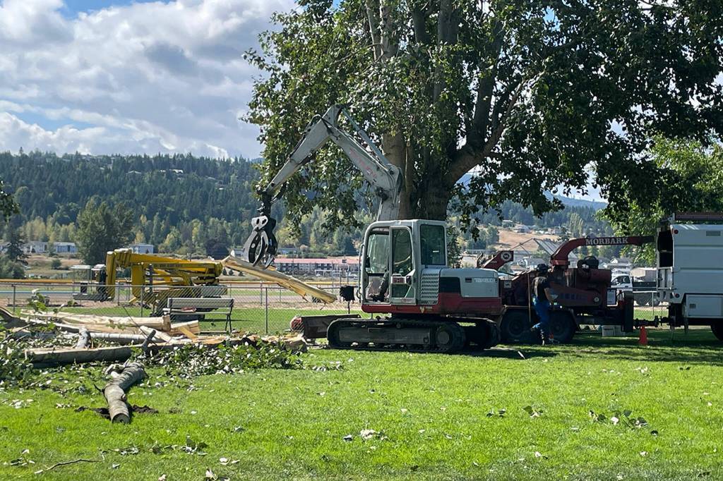 Sequim Gazette photo by Matthew Nash/ A crew with Blue Mountain Tree Service remove a cottonwood tree on Aug. 22 after it began to split and create a safety hazard in the Sequim Dog Park.