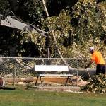 Sequim Gazette photo by Matthew Nash/ A crew with Blue Mountain Tree Service remove a cottonwood tree on Aug. 22 after it began to split and create a safety hazard in the Sequim Dog Park.