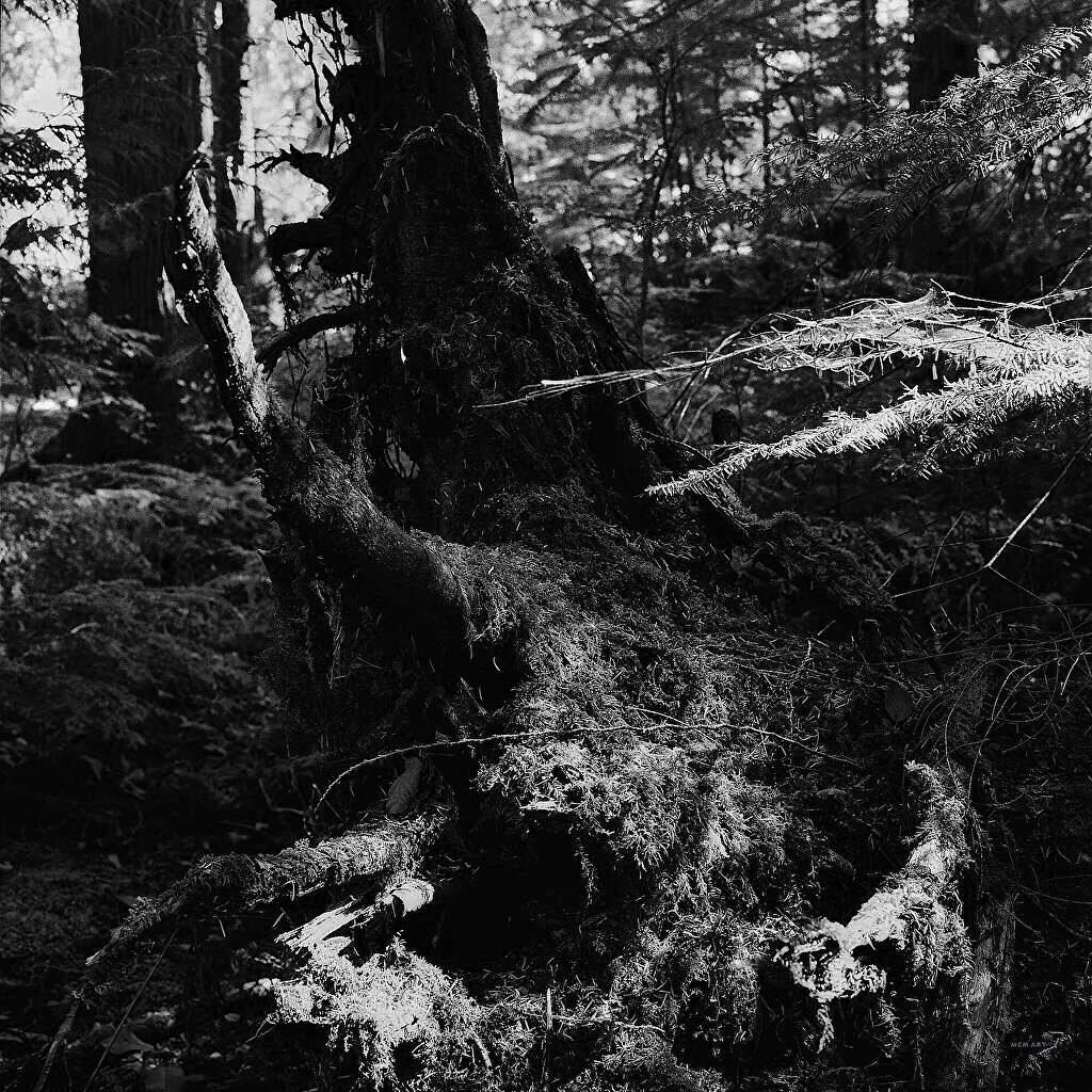 Photo by Michael C. Medler
Robin Hill Windfall by Michael C. Medler, whose photography will be featured at the A. Milligan Art Studio and Gallery at the First Friday Art Walk on Sept. 1.