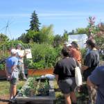 WSU Clallam County Master Gardener Jan Bartron (fourth from left) points out that cat facings are puckered and lumpy areas that can be found in all tomatoes but are especially found in certain cultivars. These might be due to low temperatures, or too much nitrogen fertilizer or other unfavorable growing conditions. Attendants at the August 12 th Second Saturday Garden Walk at the Fifth Street Community Garden, Port Angeles learned that if the problem was due to low temperatures, the problem is self-limiting and fruit set later in the season should be normal.