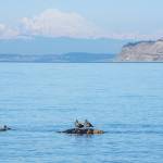 Photo by Emily Matthiessen / Surrounded by an aquatic reserve of approximately 23,778 acres of state-owned DNR managed tidelands and bedlands, according to Washington states Protection Island management plant, visited and inhabited by 76 birds species that have been identified to use the area in and around, and known for hosting 70 percent of nesting seabirds in the Puget Sound/Salish Sea, including rhinoceros auklets, glaucous-winged gulls and pigeon guillemots. Protection Island is actually two wildlife sanctuaries. Most of the island was designated as a federally protected wildlife sanctuary in 1982, after years of patient lobbying, letter writing and gathering support from a large and, diverse constituency, attributed to Eleanor Stopps by the Port Townsend Marine Science Center. The website says the 48-acre Zella M. Schultz Seabird Sanctuary, located at the western end of the island, was was first bought by the Nature Conservancy and re-sold to the Washington State Fish & Wildlife department. While being closed to most of the local human population, these harlequin ducks gathering off the Miller Peninsula are likely familiar with the island.