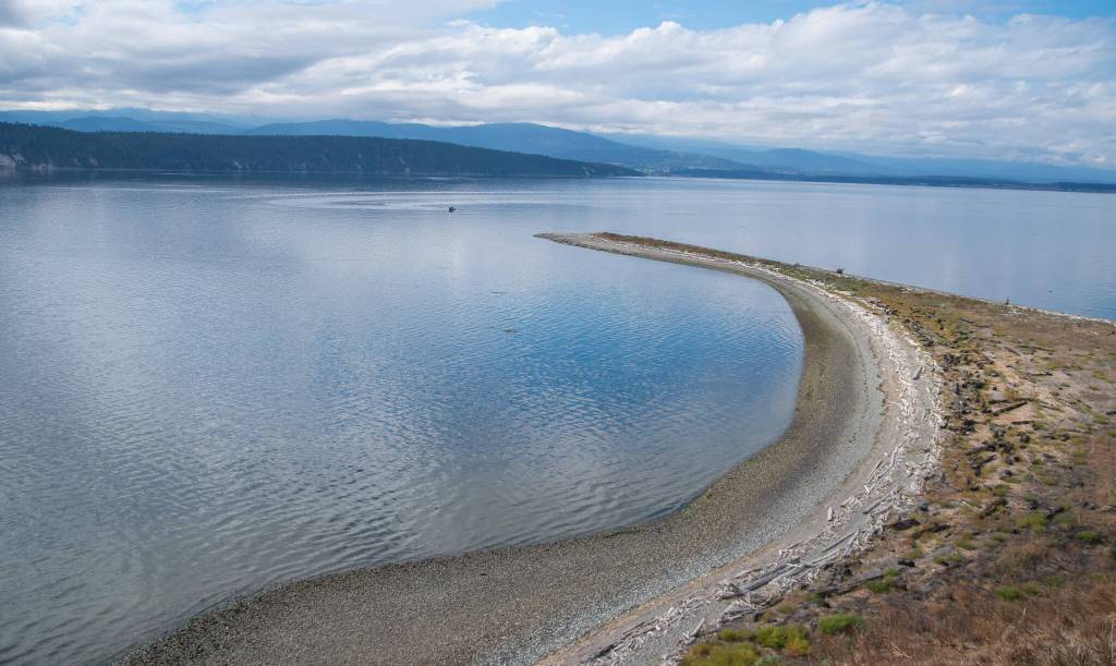 Photo by Emily Matthiessen / The fire of Aug. 2021 began on Kanem Point where hundreds of seals raise their babies, part of the state-managed Zella M. Schultz Seabird Sanctuary on the west side of Protection Island. It consumed 25-26 acres before being subdued by an interagency state and federal team. A line of white driftwood against dark shows what washed up since the fire. The fire occurred during Pigeon Guillemot nesting season; on the island they generally utilize the driftwood for hatching and raising their young. Given the timing of the fire and the fact that nearly all of the driftwood on Kanem Spit was consumed, said Pearson, I think it is reasonable to assume that all guillemot chicks within the fire perimeter and that were nesting in the driftwood were killed by the fire. I assume that the adult guillemots fled the island during the fire, but I dont know.