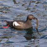 Photo courtesy of Scott Pearson / A Pigeon Guillemot catches a snake prickleback in the waters around Protection Island. According to Sue Thomas, Wildlife Biologist, Washington Maritime National Wildlife Refuge Complex, Protection Island National Wildlife Refuge supports one of the highest densities during breeding season of pigeon guillemots in the Salish Sea – one of the top five breeding colonies in Washington state. Approximately 150 pairs nest on the island within the driftwood along the shoreline or in burrows up in the bluffs.